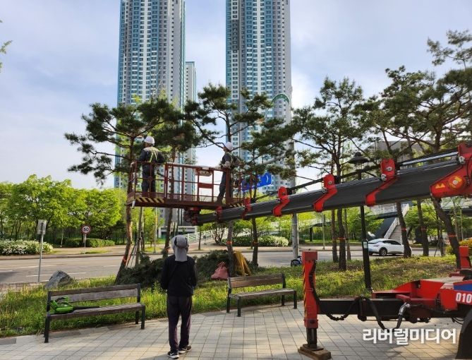 가지치기한 소나무