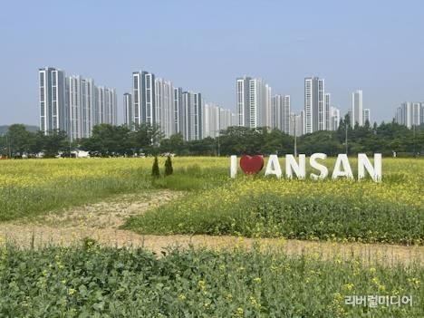 안산시 단원구청 맞은편 유휴지 15,500㎡ 규모에 조성된 유채꽃밭