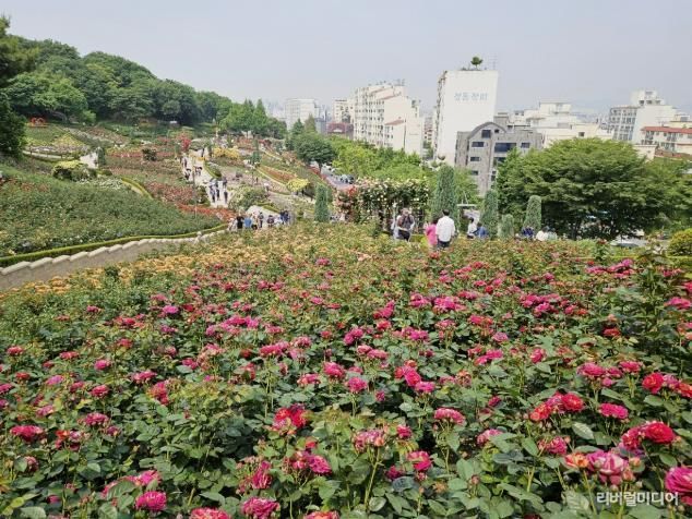 도당공원 백만송이장미원 모습