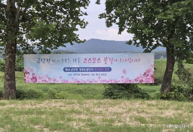제1회 여주시 북내 금당천 삼색 별미 축제...코스모스 꽃길 조성으로 가을 맞이