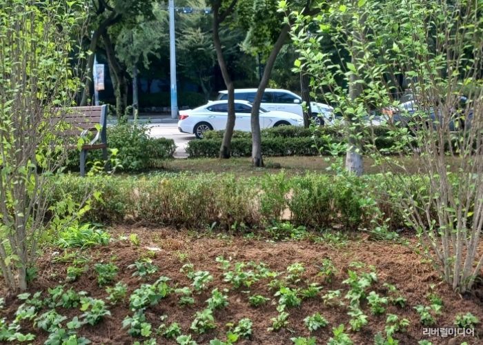 고양시 일산서구, 탄중로 녹지대 야생화 화단 조성