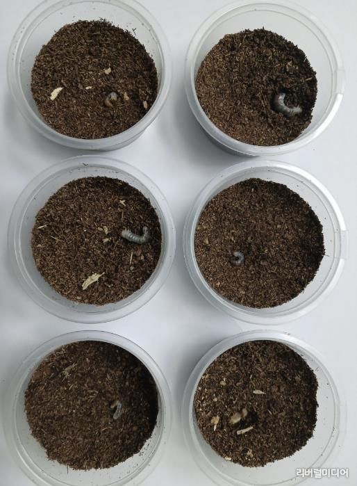 의왕 조류생태과학관, 멸종위기 두점박이사슴벌레 2세대 번식 성공