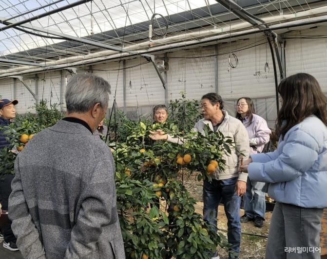 광주시, 감귤 재배 농가 대상 겨울전정 현장 자문 실시