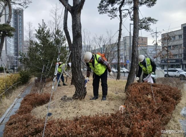 수원시 팔달구, 소나무 재선충병 방제완료