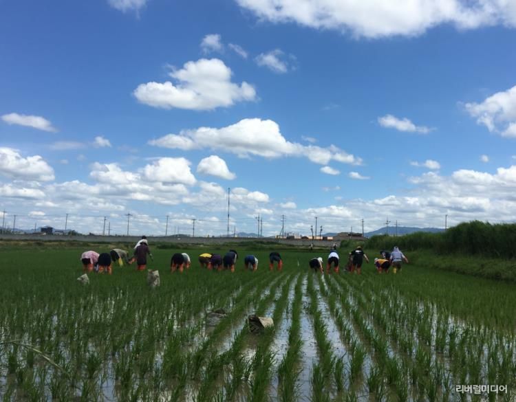 권선구 평리동 일대 논에서 농업인과 시민들이 친환경 김매기 활동을 하고 있다